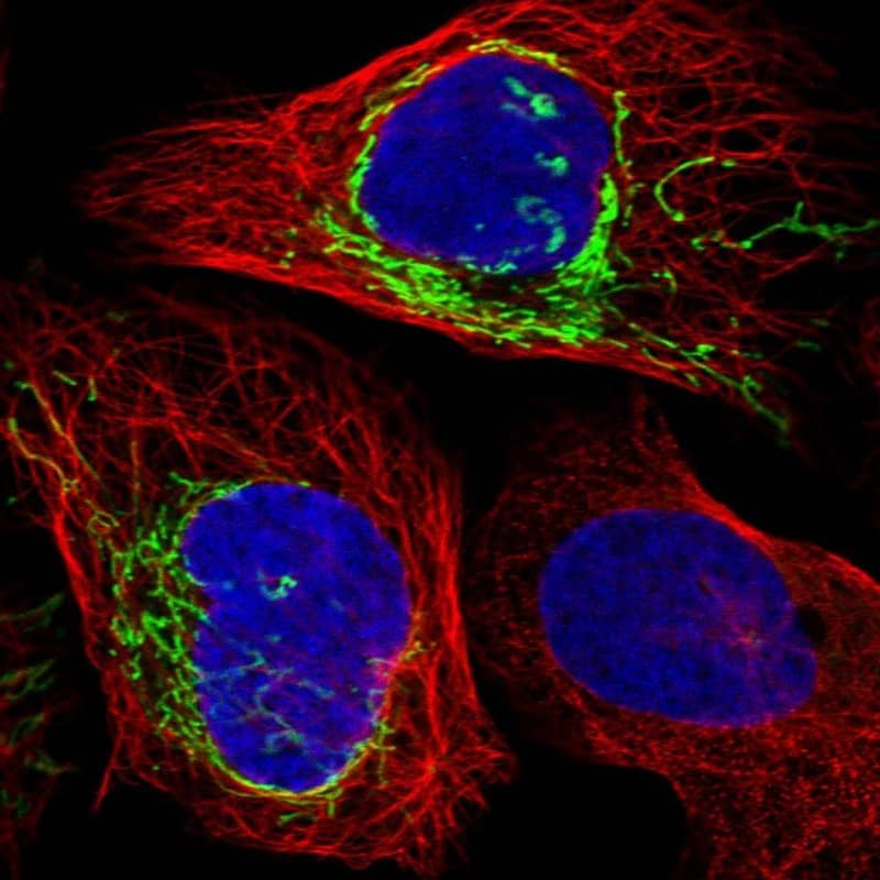 Staining of human cell line U-2 OS shows localization to mitochondria.