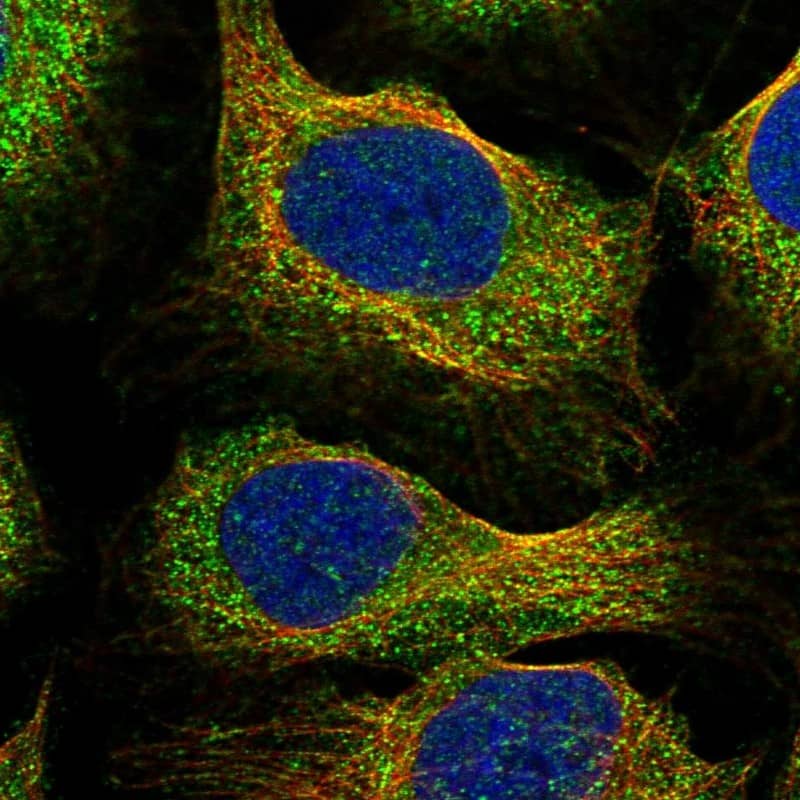 Immunocytochemistry/ Immunofluorescence DGLUCY Antibody - BSA Free
