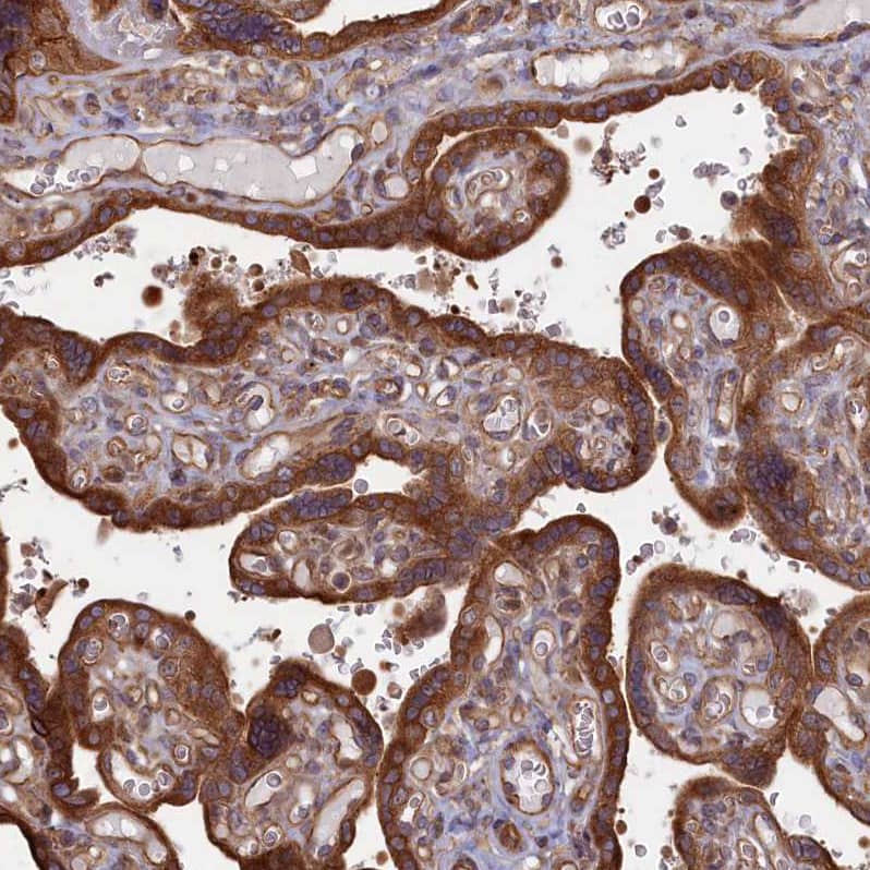 Staining of human placenta shows strong cytoplasmic positivity in trophoblastic cells.