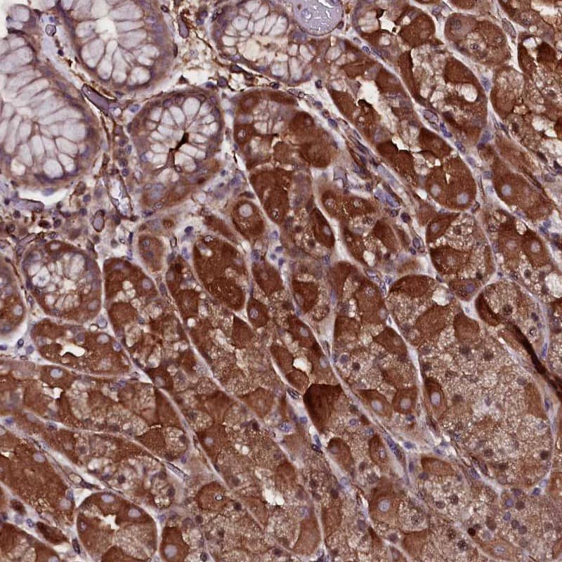 Staining of human stomach shows strong cytoplasmic positivity in glandular cells.