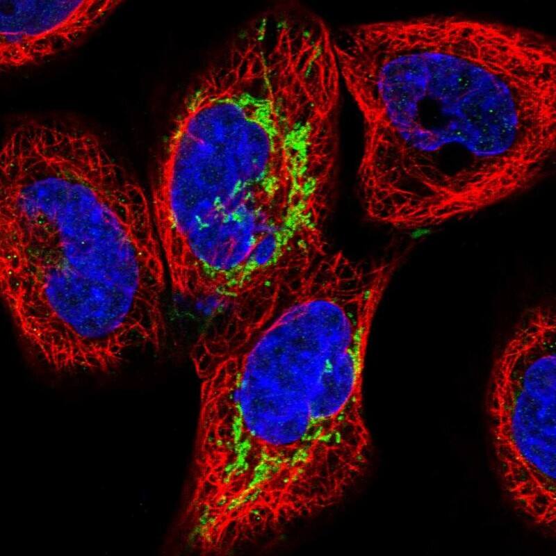 Immunocytochemistry/ Immunofluorescence ALDH1L2 Antibody - BSA Free
