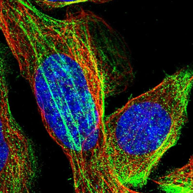 Staining of human cell line U-2 OS shows localization to actin filaments.