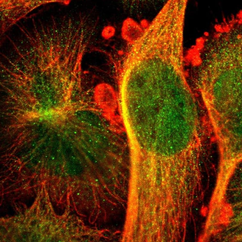 Staining of human cell line U-251 MG shows localization to nucleus, cytosol & microtubules.