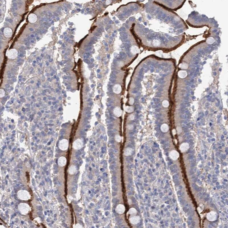 Staining of human duodenum shows strong luminal membranous positivity in glandular cells.