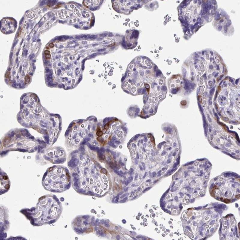 Immunohistochemistry-Paraffin ISM2 Antibody - BSA Free
