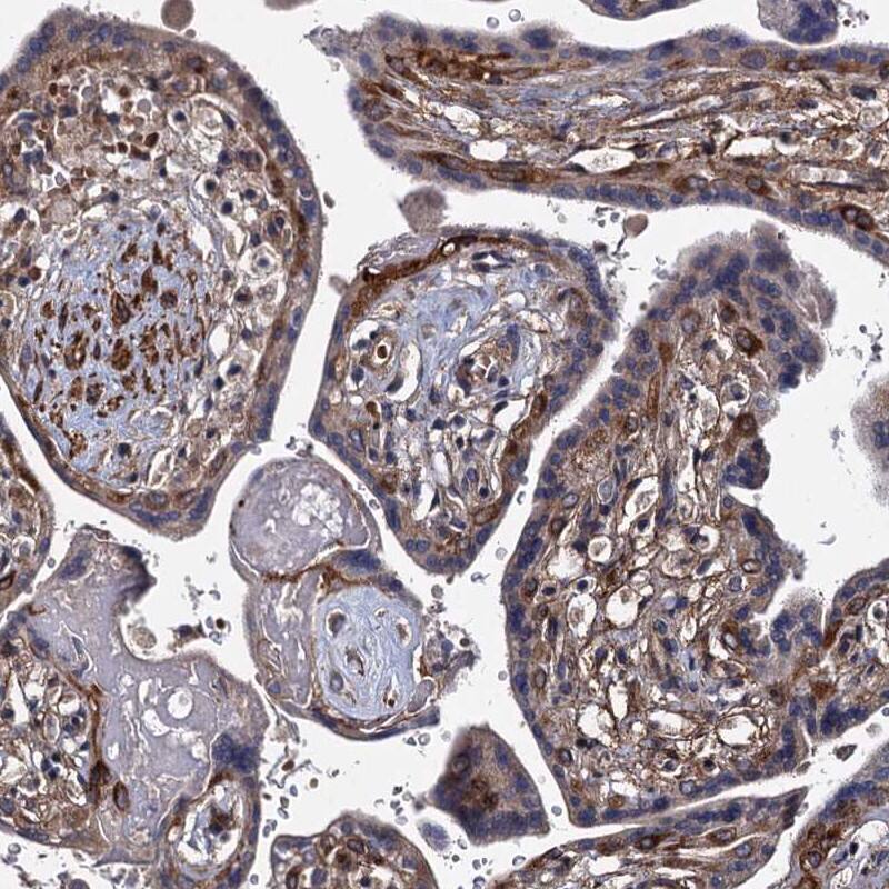 Staining of human placenta shows positivity.
