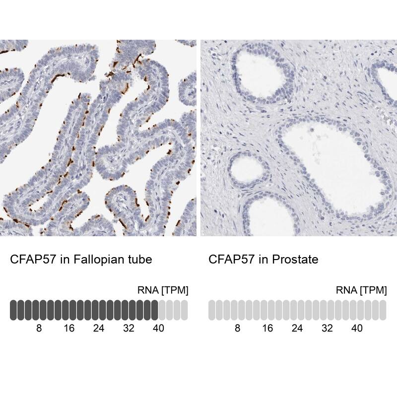 <b>Orthogonal Strategies Validation. </b>Analysis in human fallopian tube and prostate tissues. Corresponding RNA-seq data are presented for the same tissues.