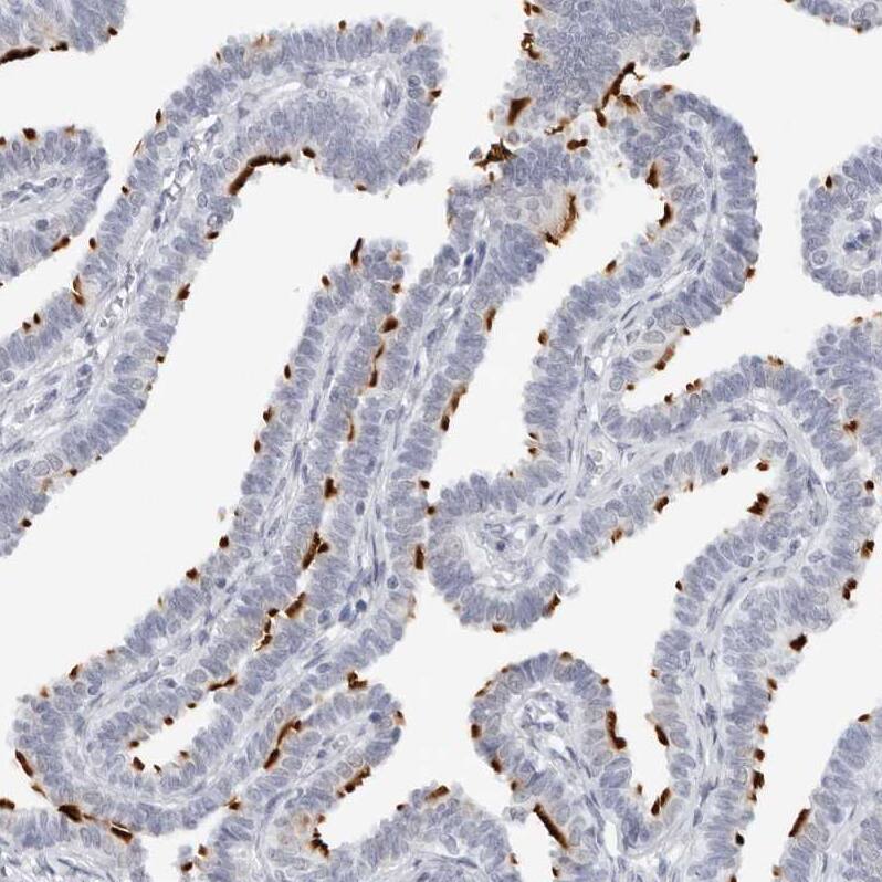 Staining of human Fallopian tube shows strong positivity in cilia in glandular cells.