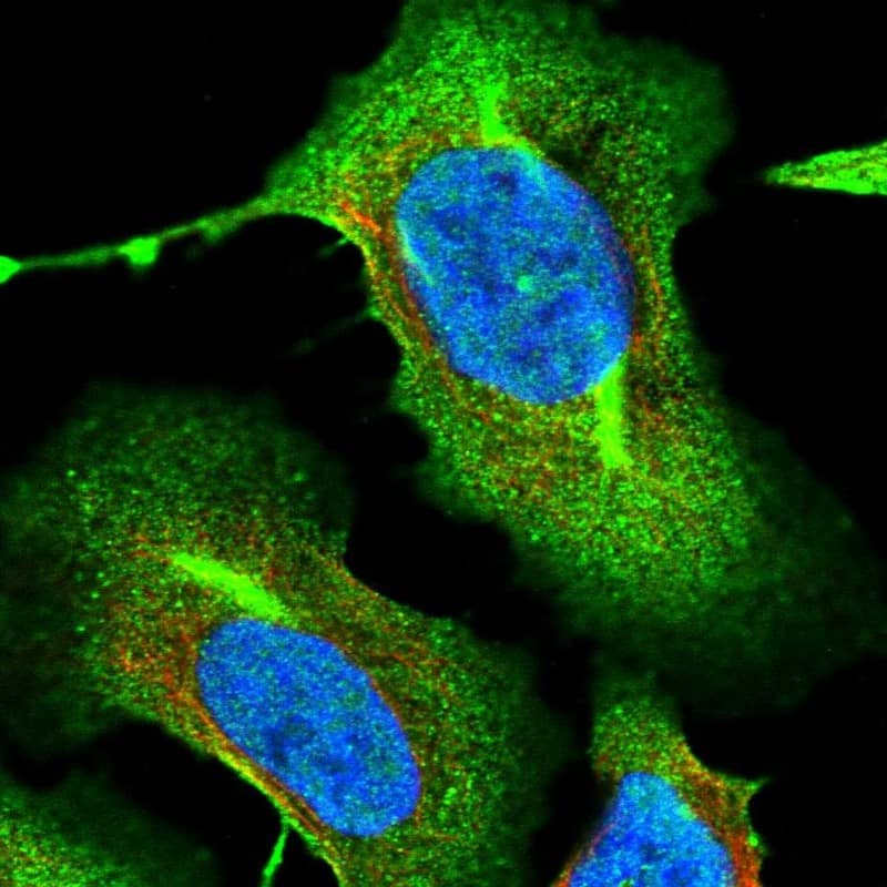Immunocytochemistry/ Immunofluorescence RNF145 Antibody - BSA Free