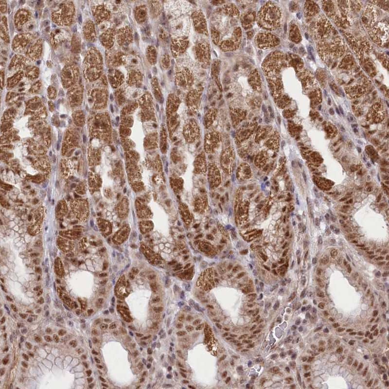 Immunohistochemistry-Paraffin Zmat2 Antibody - BSA Free