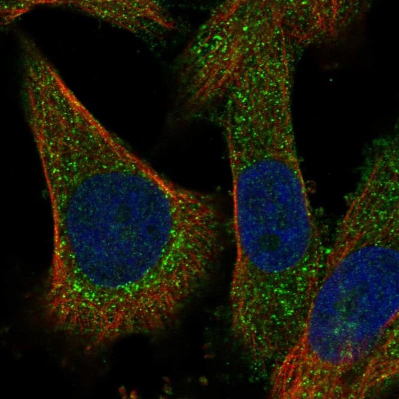 Immunocytochemistry/ Immunofluorescence RILPL2 Antibody - BSA Free