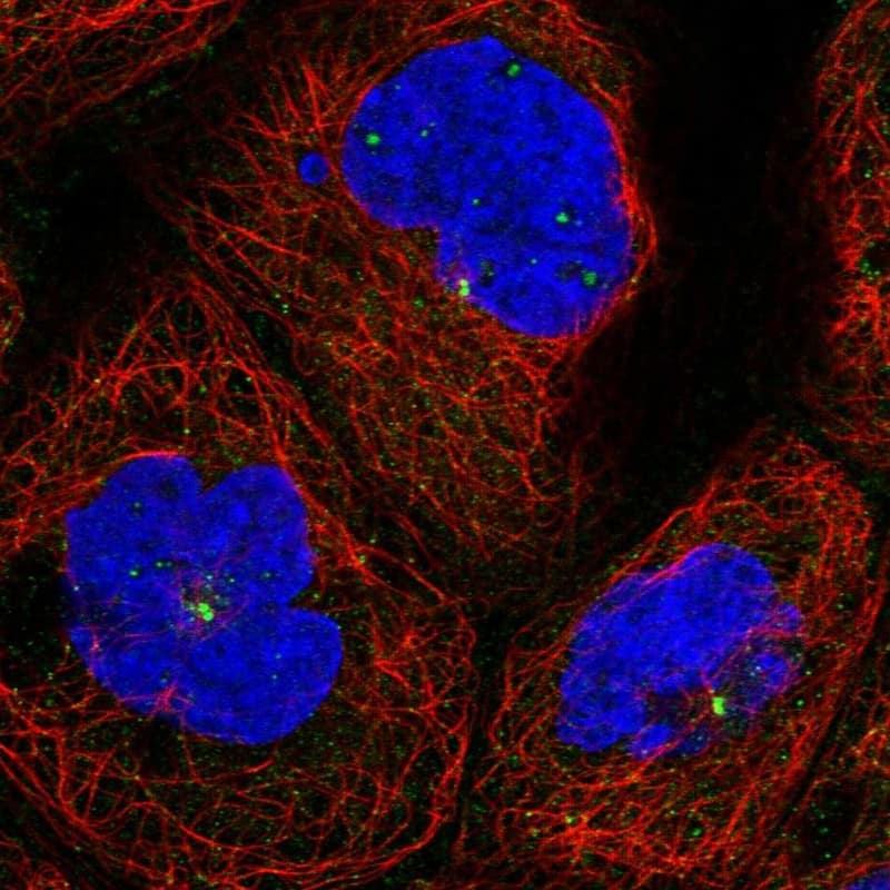 Staining of human cell line A-431 shows localization to nucleoli fibrillar center, cytosol & centrosome.