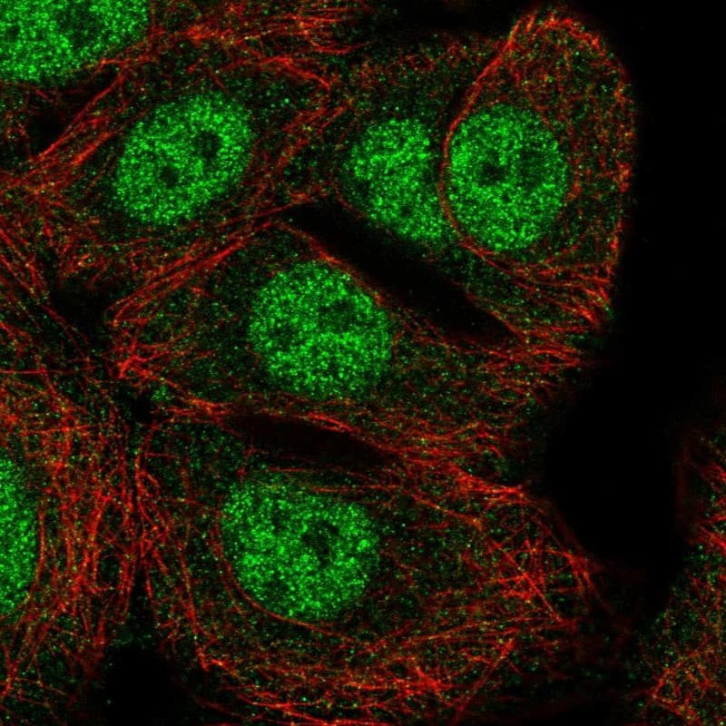 Staining of human cell line MCF7 shows localization to nucleoplasm.