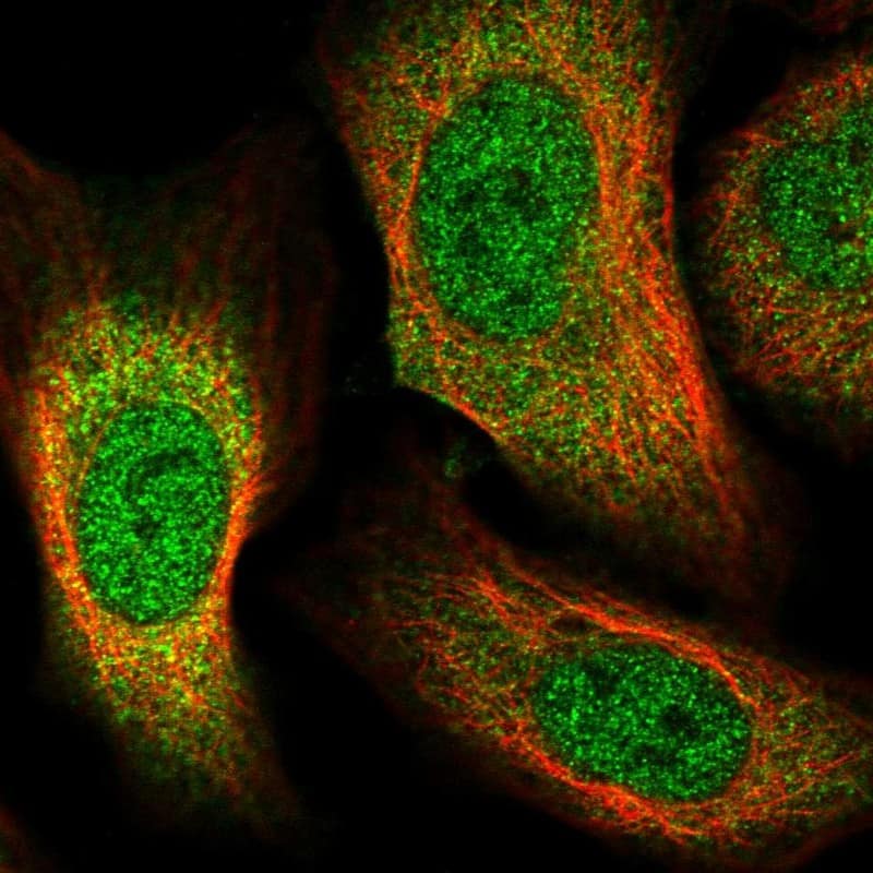 Staining of human cell line U-2 OS shows localization to nucleoplasm & cytosol.
