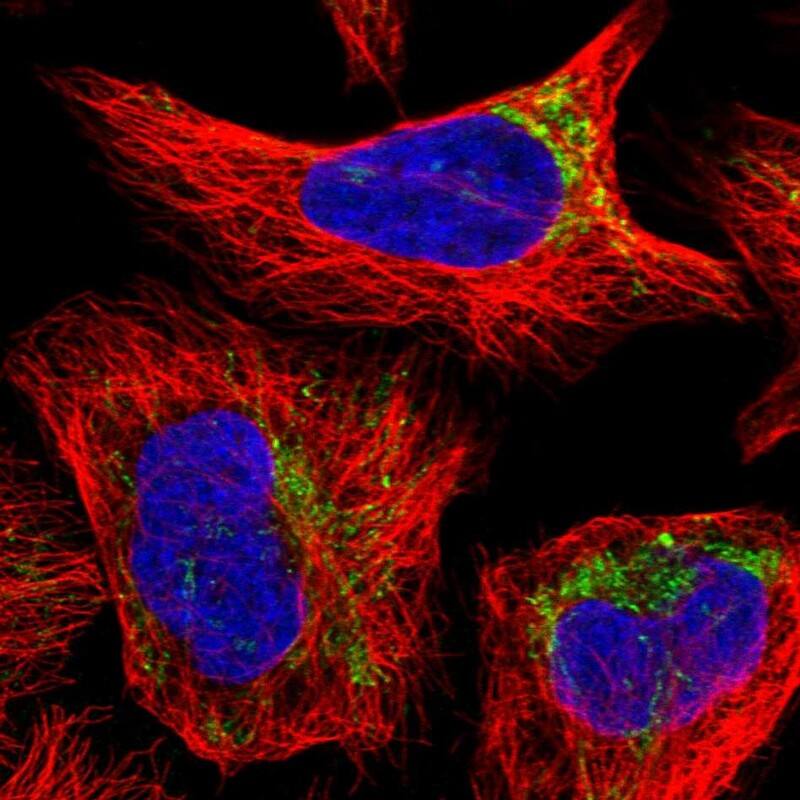 Staining of human cell line U-2 OS shows localization to mitochondria.