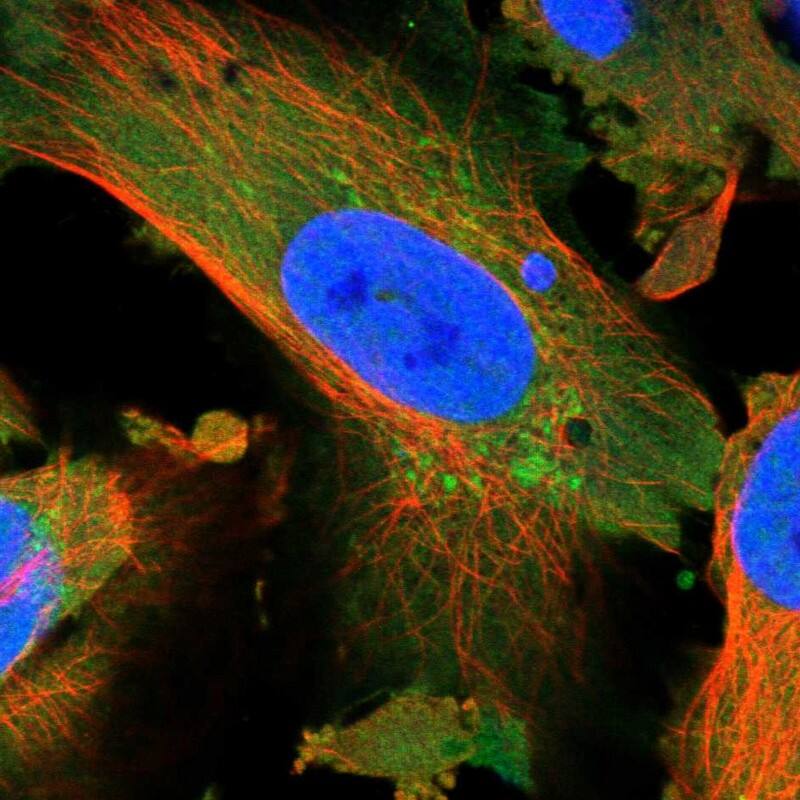 Immunocytochemistry/ Immunofluorescence NARS2 Antibody - BSA Free