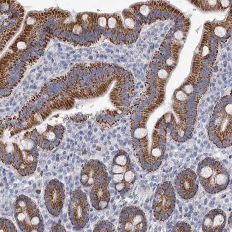 Staining of human duodenum shows strong granular cytoplasmic positivity in glandular cells.