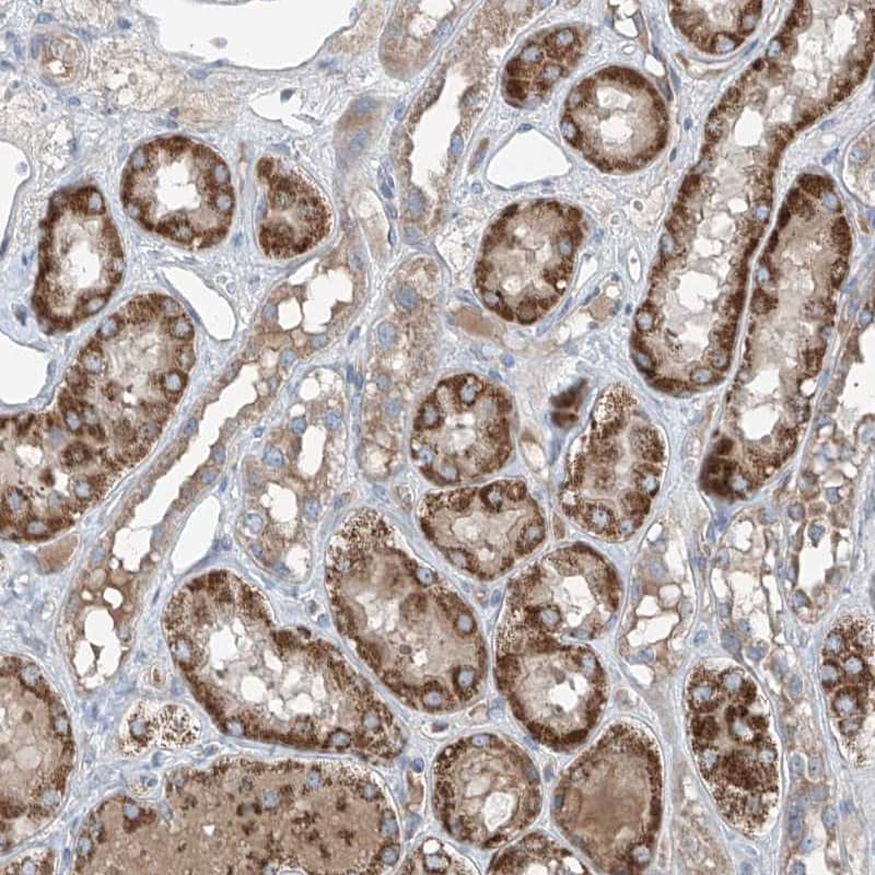 Immunohistochemistry-Paraffin FOXRED2 Antibody - BSA Free
