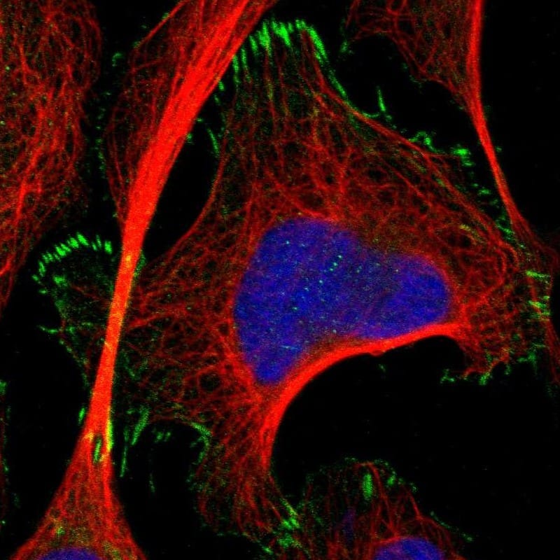 Staining of human cell line U-2 OS shows localization to the Golgi apparatus & focal adhesion sites.