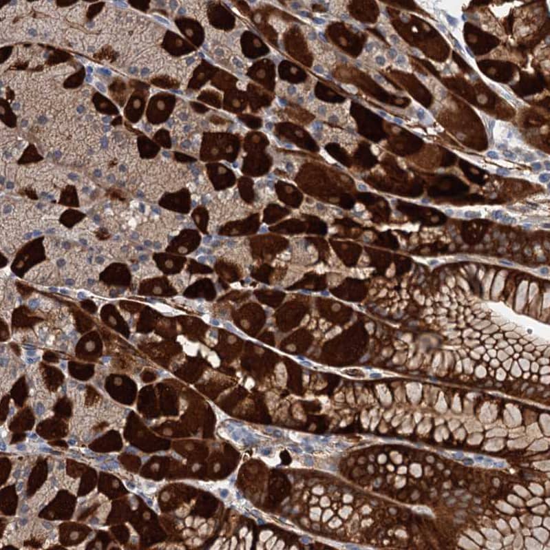 Staining of human stomach shows strong cytoplasmic positivity in glandular cells.