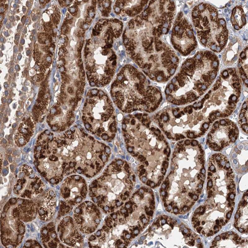 Staining of human kidney shows strong cytoplasmic granular positivity in cells in tubules.
