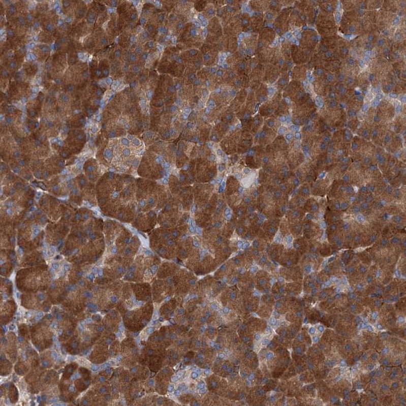 Staining of human pancreas shows strong cytoplasmic positivity in exocrine glandular cells.