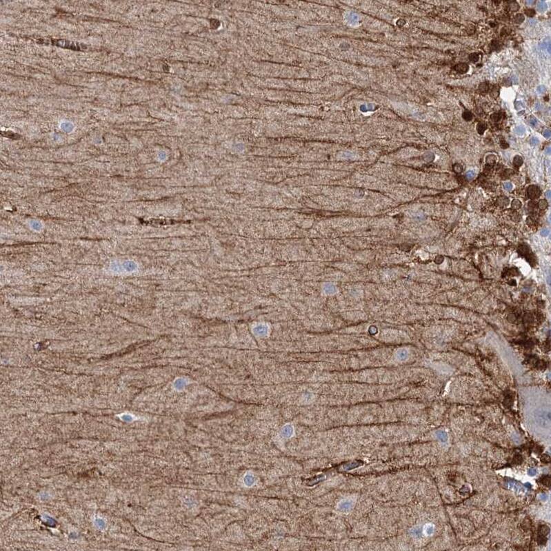 Staining of human cerebellum shows strong cytoplasmic positivity in molecular layer cells.
