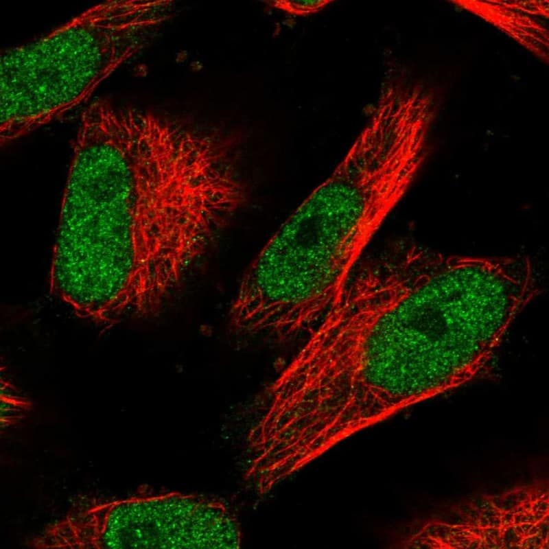 Staining of human cell line U-251 MG shows localization to nucleoplasm.
