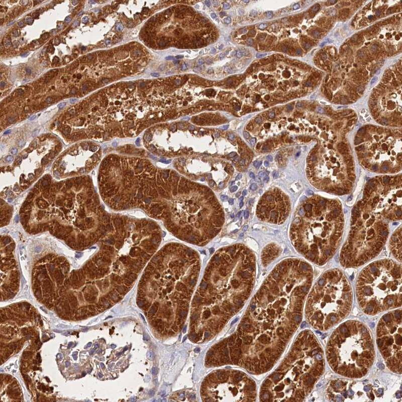 Staining of human kidney shows strong cytoplasmic positivity in cells in tubules.