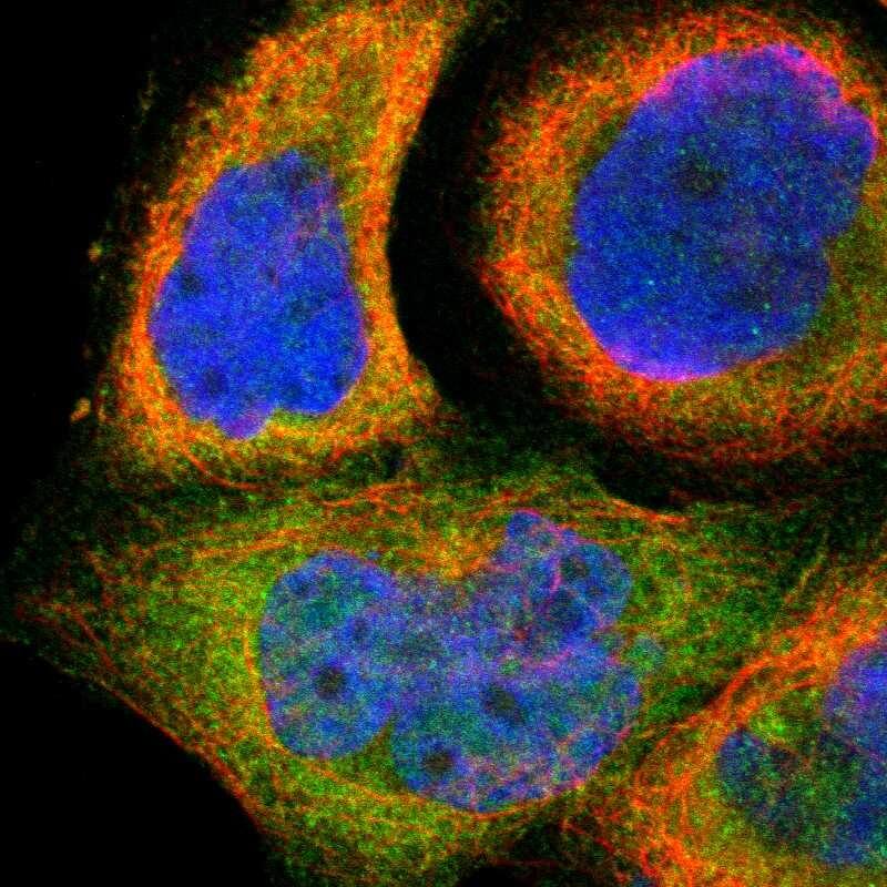 Immunocytochemistry/ Immunofluorescence SH2D4A Antibody - BSA Free