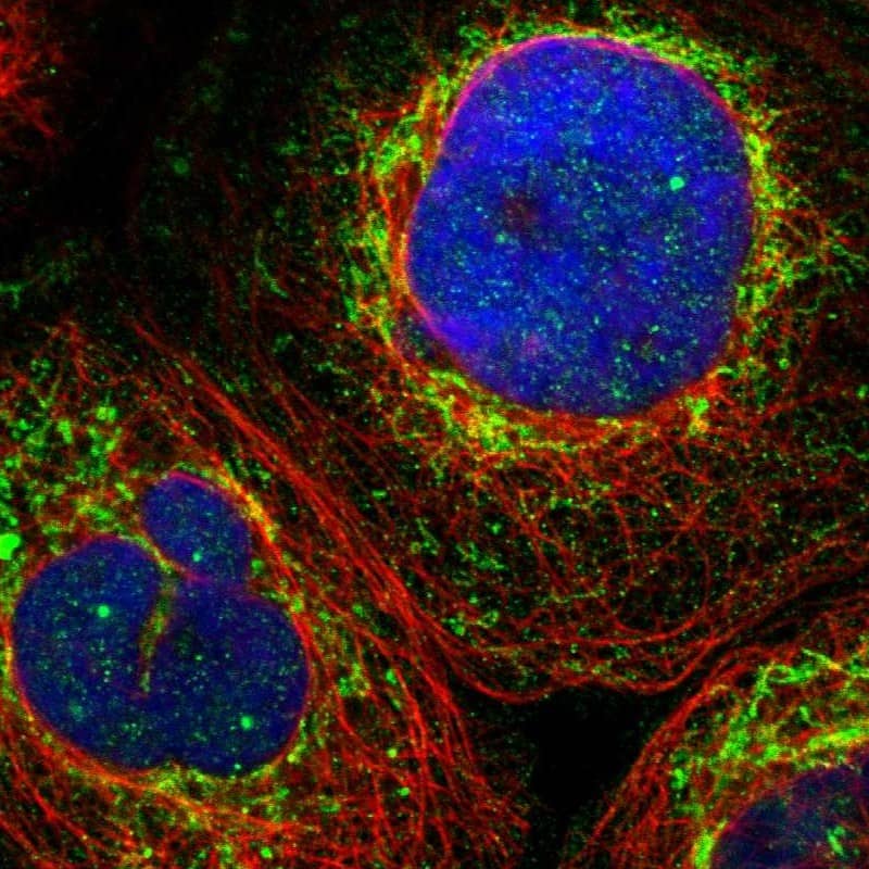 Immunocytochemistry/ Immunofluorescence ZNF26 Antibody - BSA Free