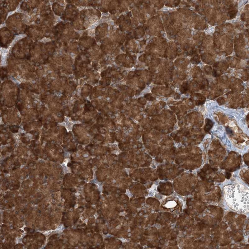 Staining of human pancreas shows strong cytoplasmic positivity in exocrine glandular cells.