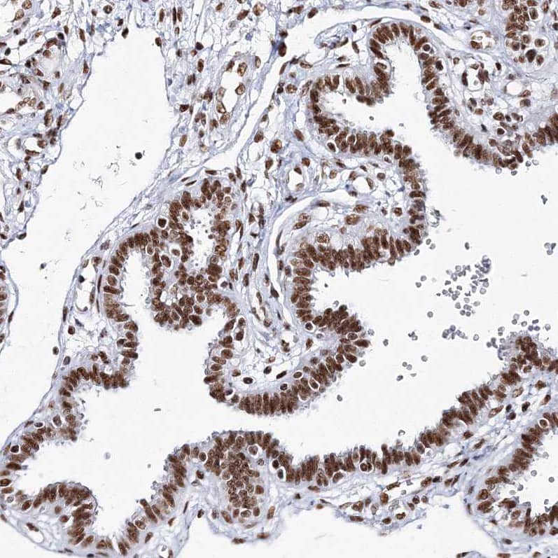 Staining of human Fallopian tube shows  strong nuclear positivity in glandular cells.