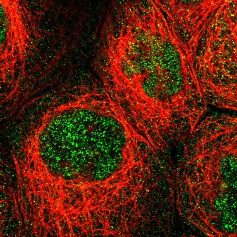Immunocytochemistry/ Immunofluorescence MFSD6 Antibody - BSA Free