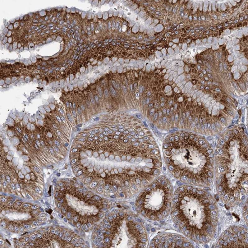 Immunohistochemistry-Paraffin QPCTL Antibody - BSA Free