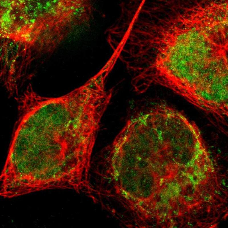 Staining of human cell line A-431 shows localization to nucleus & mitochondria.
