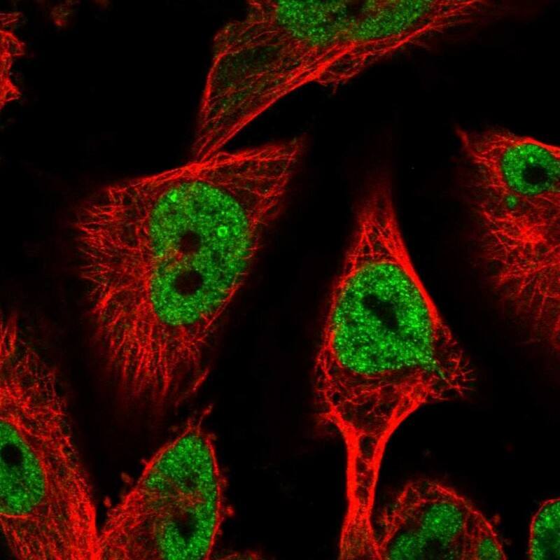 Staining of human cell line U-251 MG shows localization to nucleoplasm.