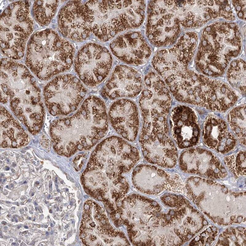 Immunohistochemistry-Paraffin CBR4 Antibody - BSA Free