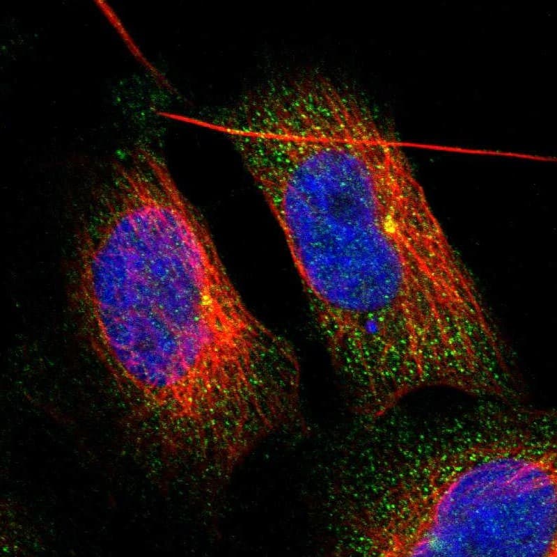 Immunocytochemistry/ Immunofluorescence ZFAND1 Antibody - BSA Free