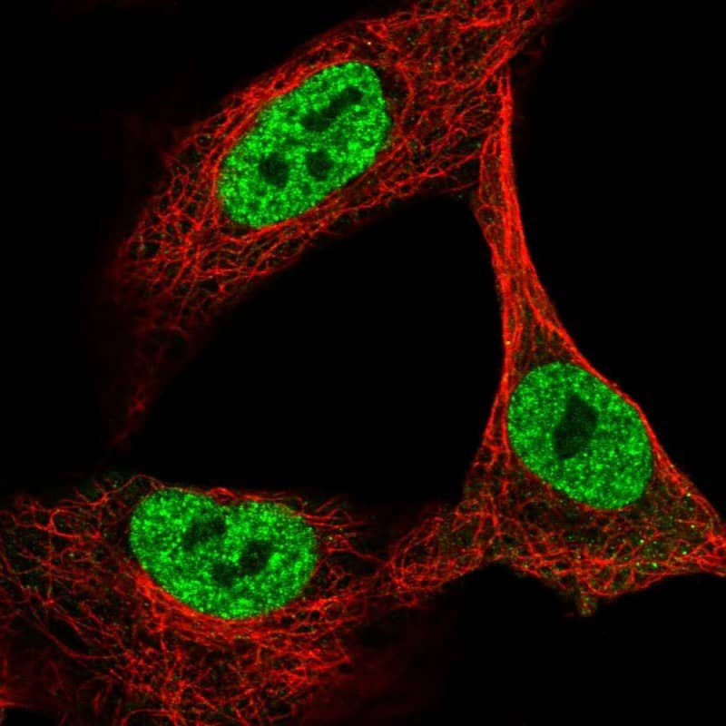 Immunocytochemistry/ Immunofluorescence OGFOD2 Antibody - BSA Free