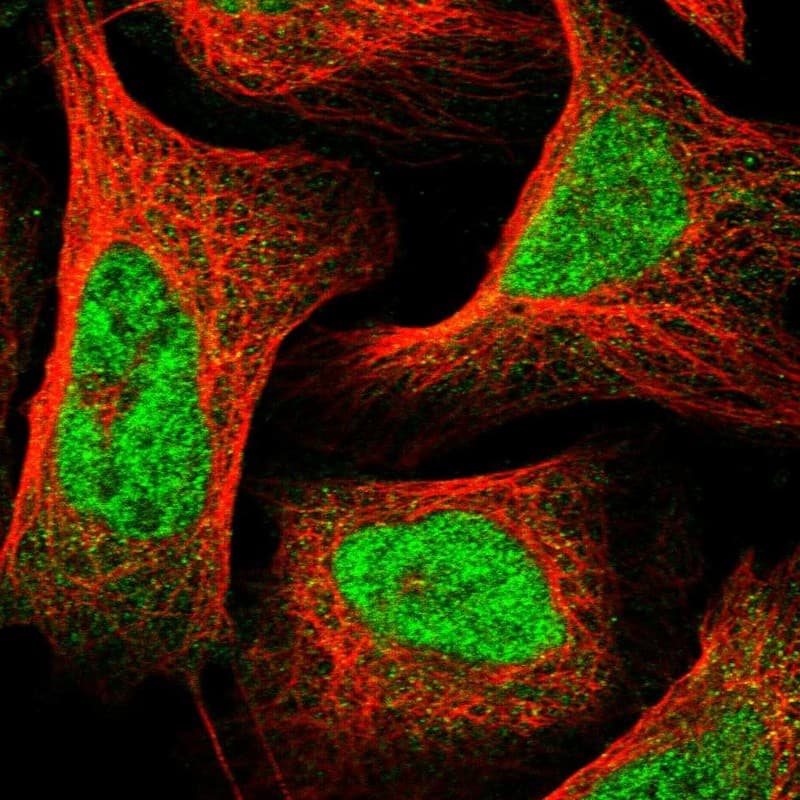 Immunocytochemistry/ Immunofluorescence SLC7A6OS Antibody - BSA Free