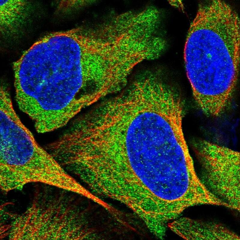 Immunocytochemistry/ Immunofluorescence SPATS2 Antibody - BSA Free