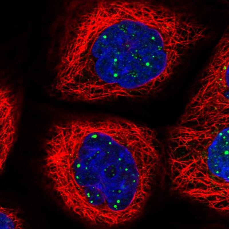 Staining of human cell line A-431 shows localization to nuclear bodies.