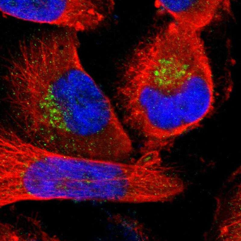 Staining of human cell line U-251 MG shows localization to the Golgi apparatus.