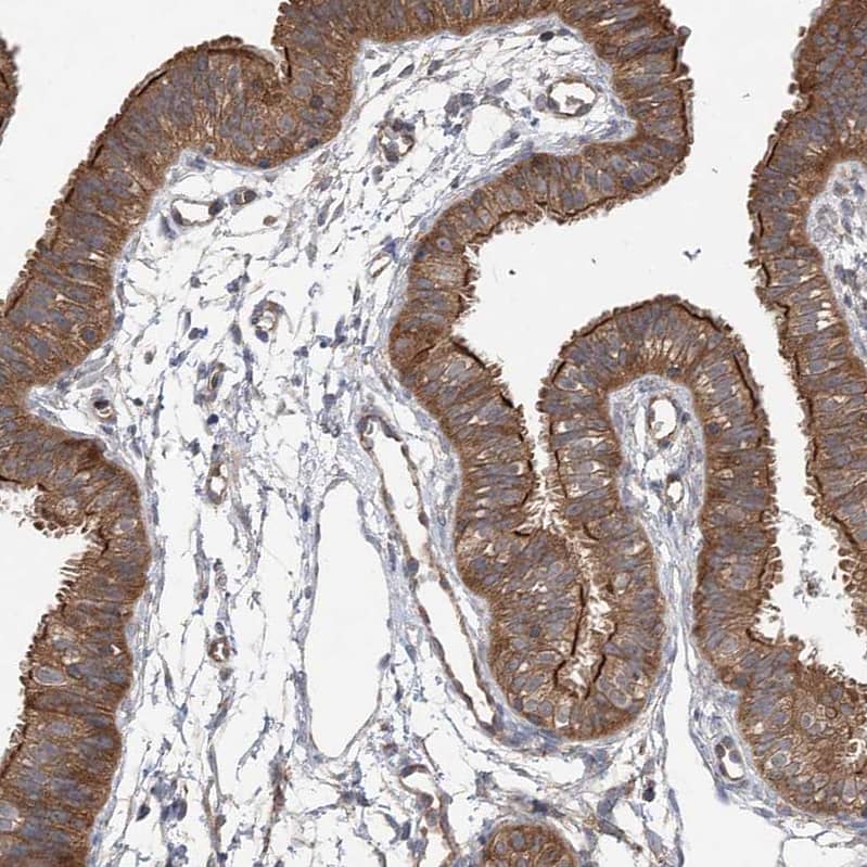 Staining of human fallopian tube shows strong positivity in apical membrane and moderate cytoplasmic staining in glandular cells.