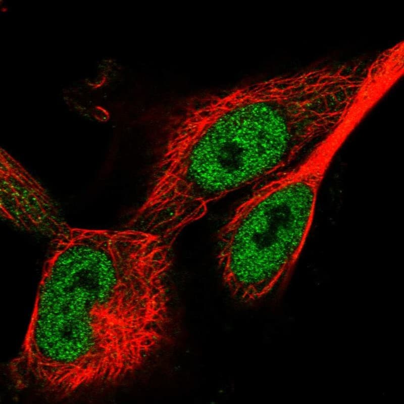 Immunocytochemistry/ Immunofluorescence WDR75 Antibody - BSA Free