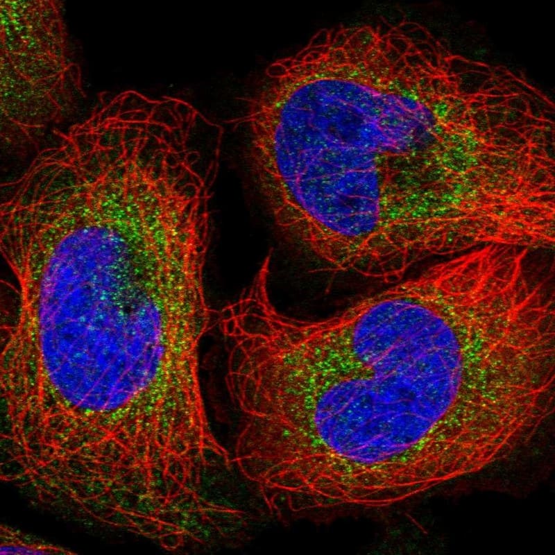 Immunocytochemistry/ Immunofluorescence WDR59 Antibody - BSA Free