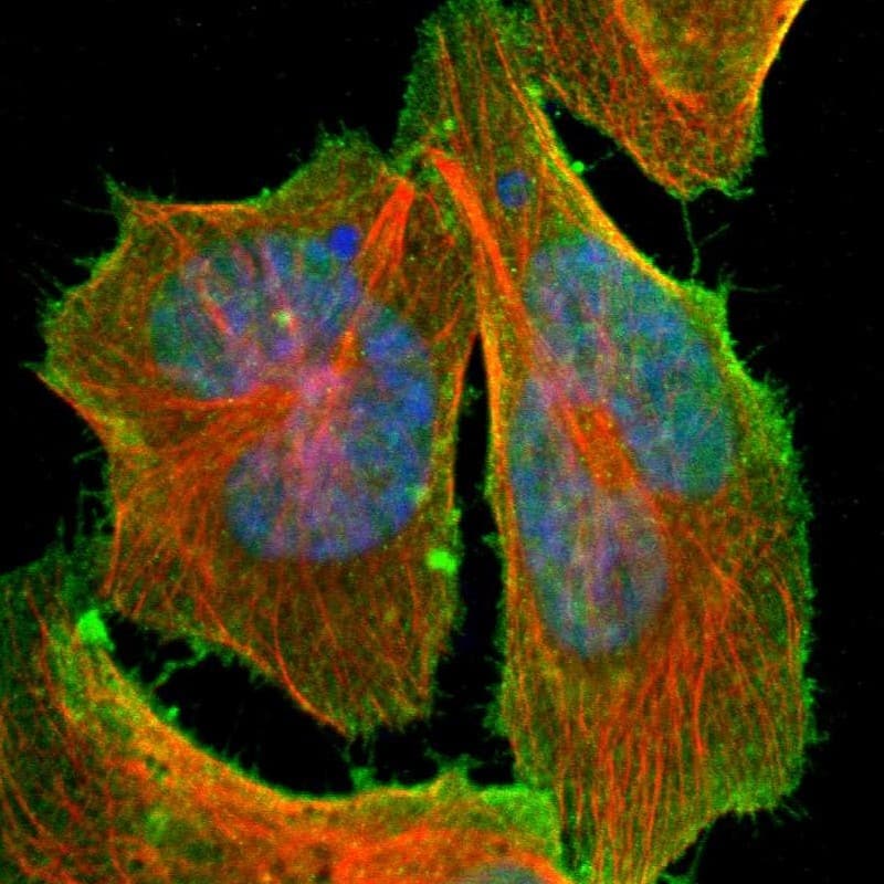 Immunocytochemistry/ Immunofluorescence C14orf93 Antibody - BSA Free