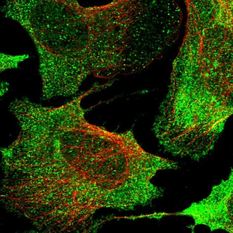 Staining of human cell line U-2 OS shows localization to nucleus, plasma membrane & cytosol.