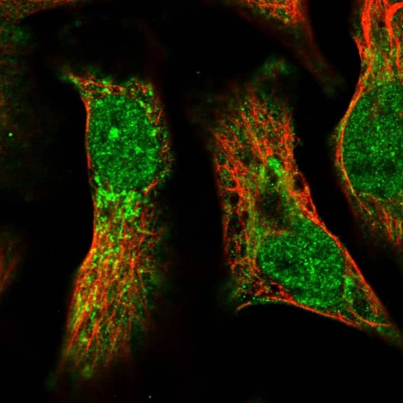 Staining of human cell line U-2 OS shows localization to nucleoplasm, cytosol & mitochondria.
